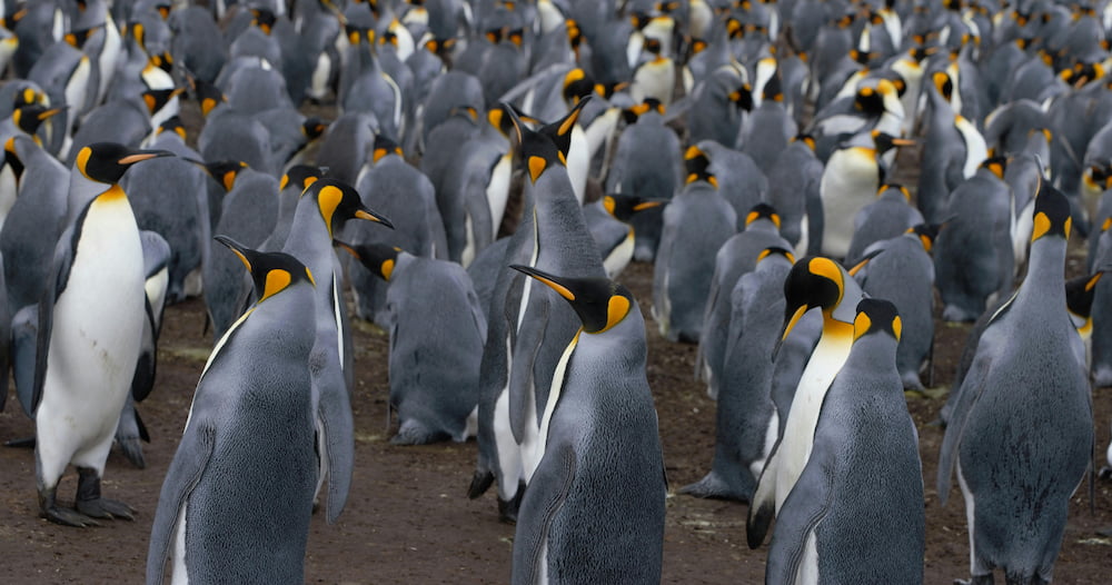 Social Media Gebruikers Nederland penguins